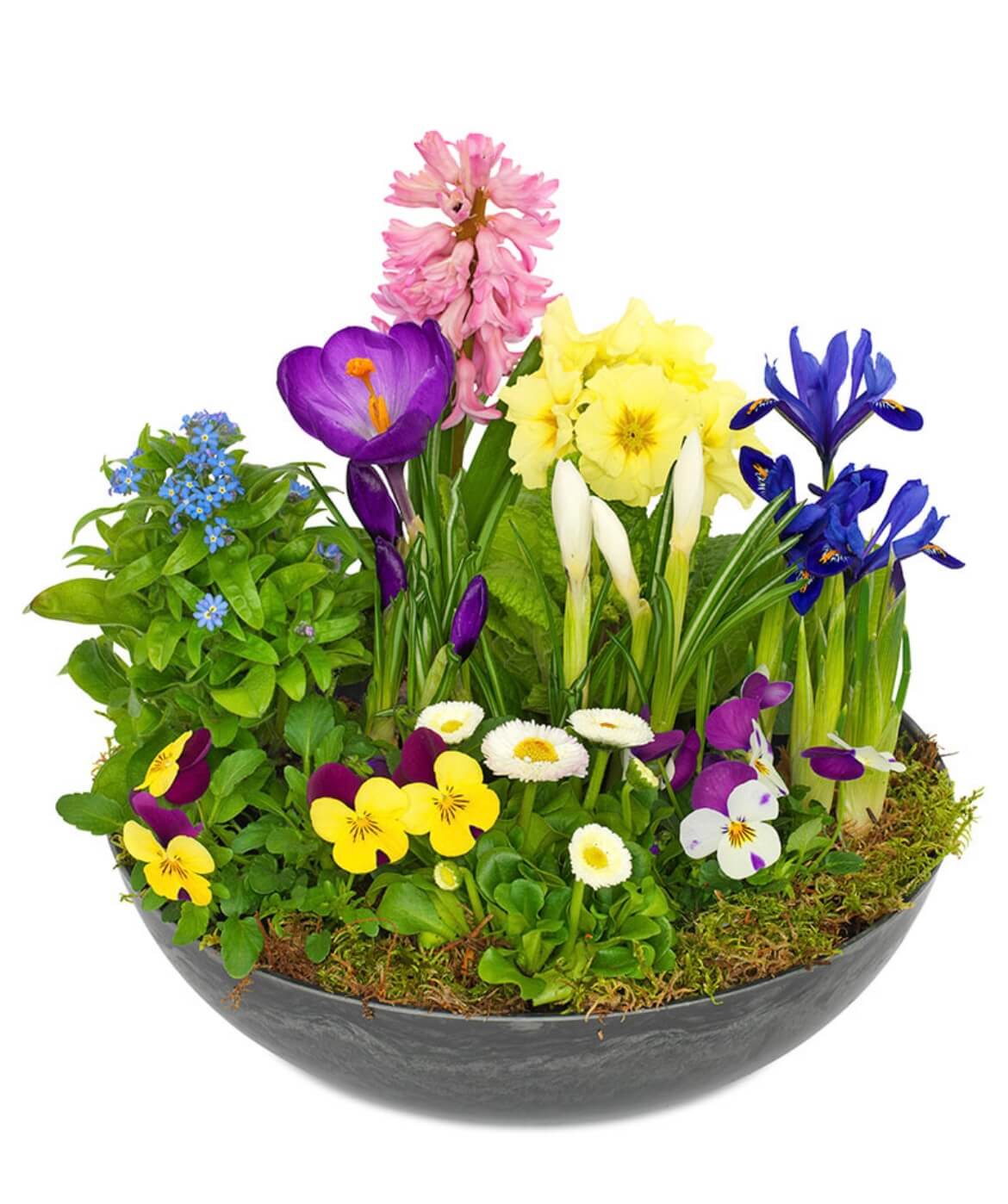 Floristens Forårs sammenplantning - Frk. Mollies Blomsterværksted