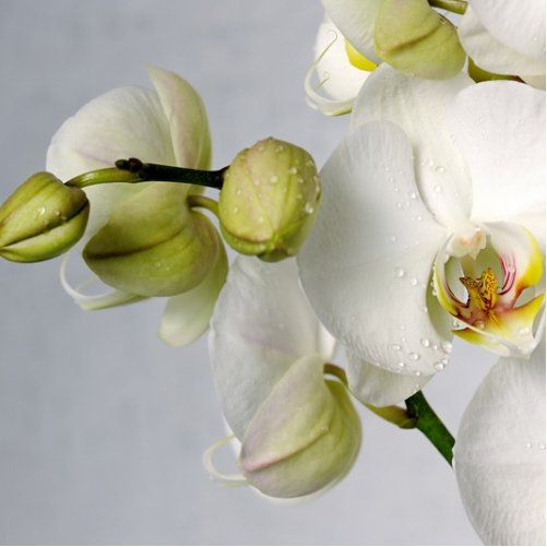 Hvid Orchide - Frk. Mollies Blomsterværksted